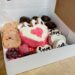 Valentine’s Day Dessert Box